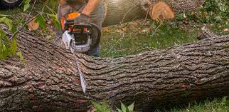 Professional Tree Care in West Babylon, NY
