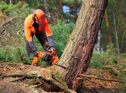 Pest Control for Lawns in West Babylon, NY